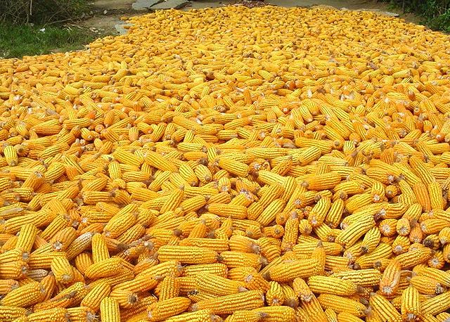 File:Cornheap.jpg