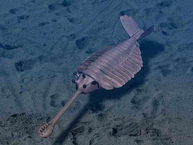 File:Opabinia BW2.jpg