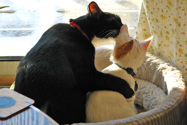 File:Listen, do you want to know a secret.jpg