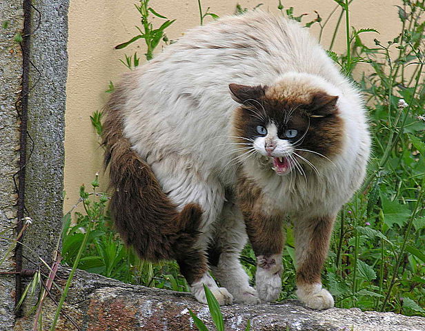 File:Gato enervado pola presencia dun can.jpg