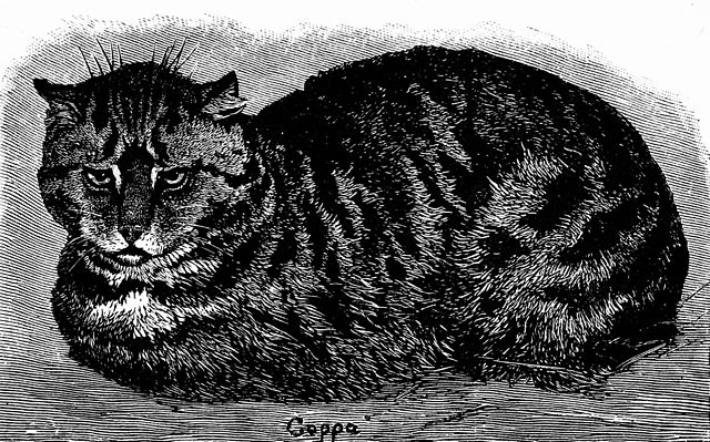 File:PSM V37 D105 English tabby cat.jpg