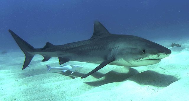 File:Tigershark3.jpg
