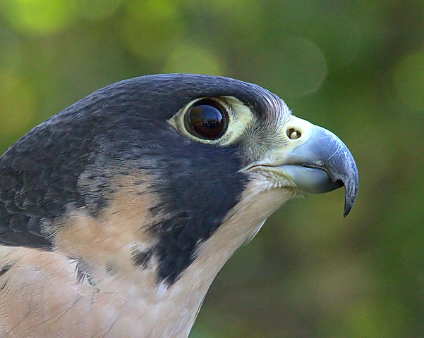 File:PeregrineTubercle.jpg
