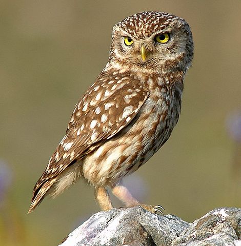 File:Athene noctua (cropped).jpg