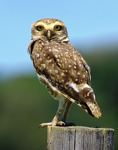 File:Athene cuniculariaa.jpg