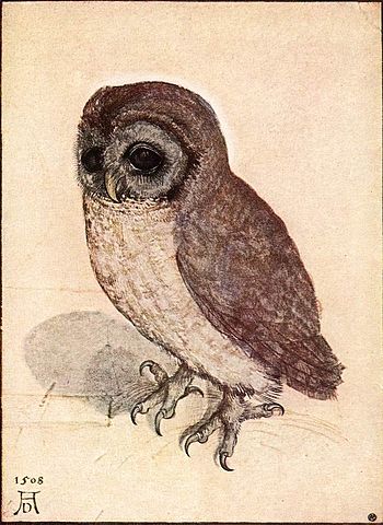 File:Albrecht D&uuml;rer - The Little Owl - WGA7367.jpg