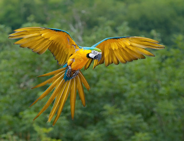 File:Ara ararauna Luc Viatour.jpg