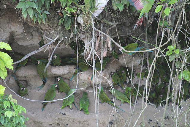 File:Parrot clay lick.jpg