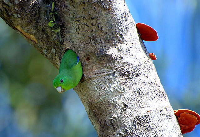 File:Forpus xanthopterygius -tree hole -Brazil-8.jpg