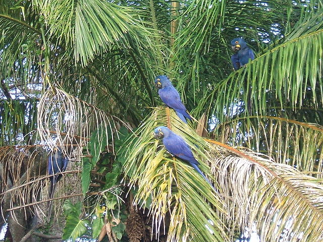 File:Anodorhynchus hyacinthinus wild.jpg