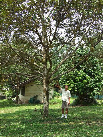 File:Durian tree in malaysia.jpg