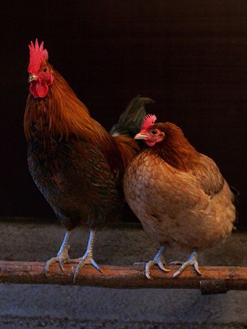 File:Female pair.jpg