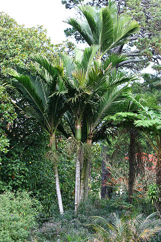 File:KermadecNikau.jpg
