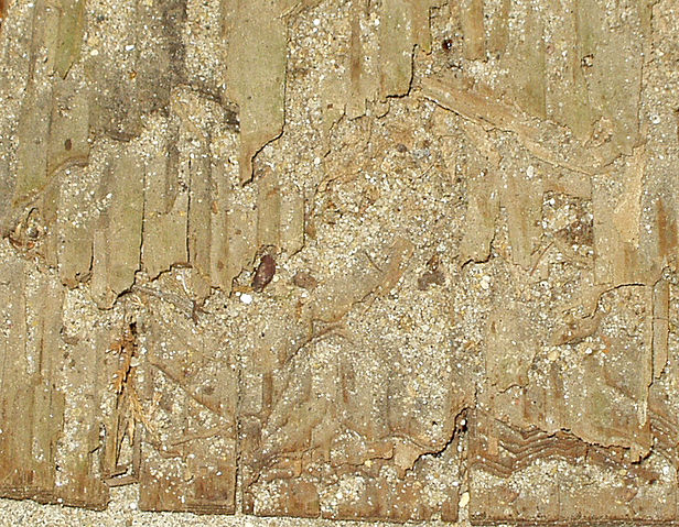 File:Termite damaged wood.jpg