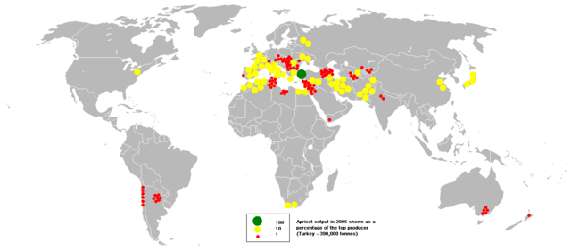 File:2005apricot.PNG
