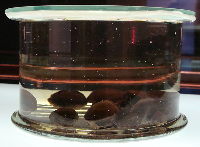 File:DodoTree-Naturalis-PeterMaas2009.jpg