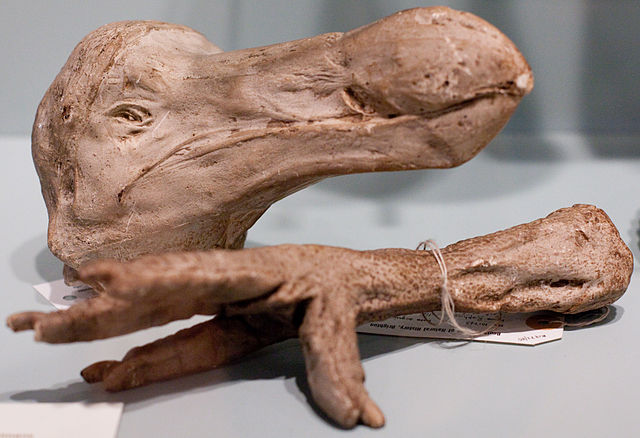 File:Dodo head and leg.jpg