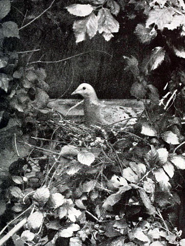 File:Birdonnest.jpg