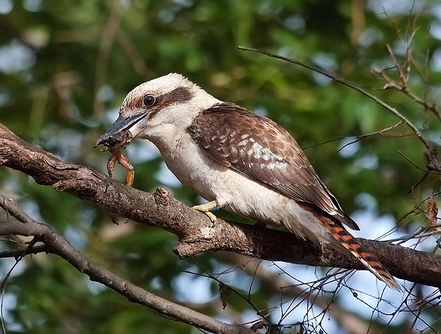 File:Dacelo novaeguineae -Sydney, Australia -frog in beak-8.jpg