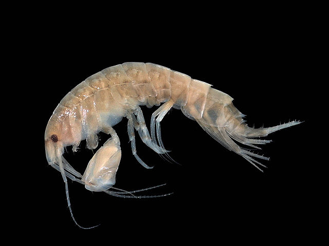 File:Abludomelita obtusata.jpg