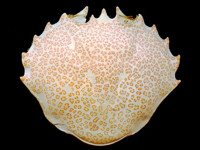File:Crab from Long Island.jpg