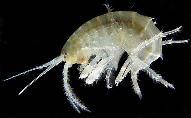 File:Gammarus roeselii.jpg