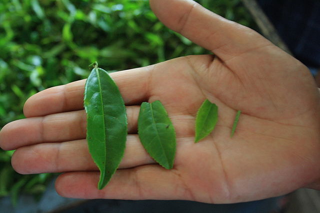 File:TeaLeaves.JPG