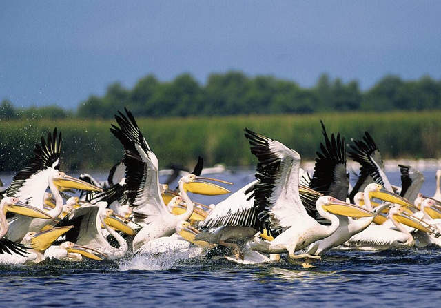 File:Pelicani din Delta Dunarii.PNG