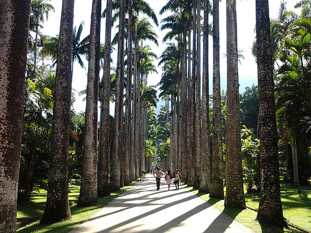 File:Aleia Barbosa Rodrigues, no Jardim Bot&acirc;nico do Rio de Janeiro - Brasil.jpg