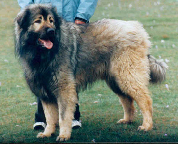 File:Sardog.jpg