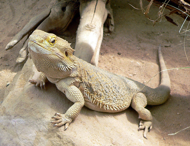 File:Bartagame fcm.jpg