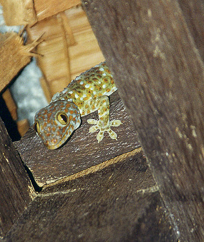 File:Gekko-kohphangan-07.2000.jpg