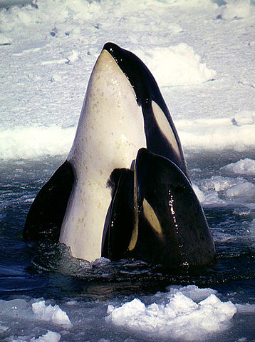 File:Type C Orcas.jpg