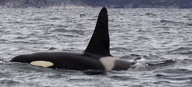 File:Tysfjord orca 1.jpg