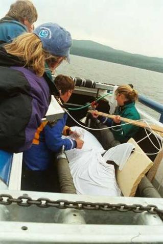 File:A73 whale transport.jpg