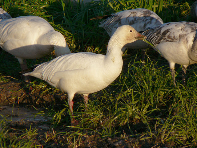 File:Chen caerulescens 32398.JPG