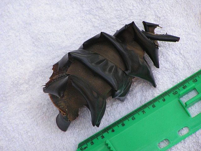 File:PortJacksonShark'sEgg20050417c.JPG