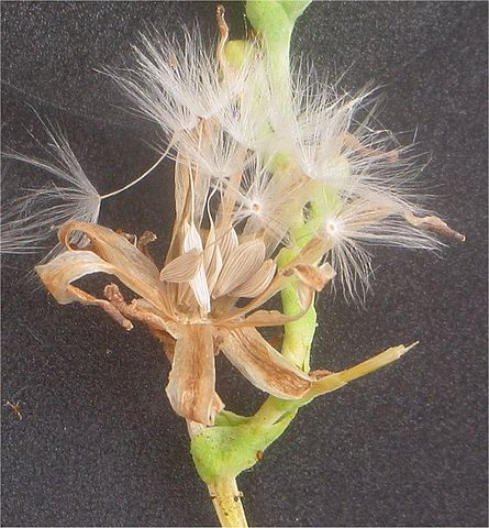 File:Kropsla vruchten (Lactuca sativa fruits).jpg