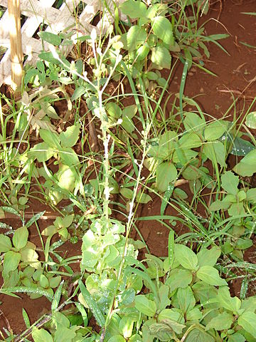 File:Starr 081031-0356 Lactuca sativa.jpg