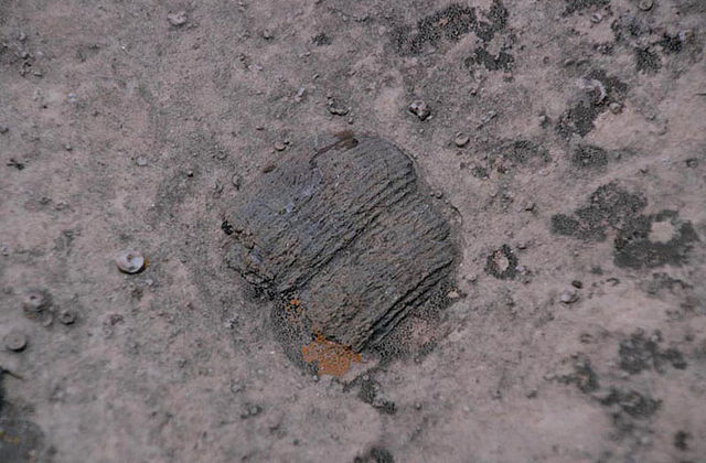 File:Kaibab Formation-Crinoid fossil.jpg