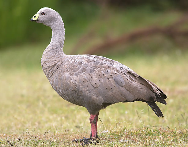 File:Cereopsis novaehollandiae 2.jpg