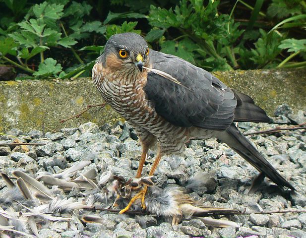 File:Accipiter nisus kill.jpg