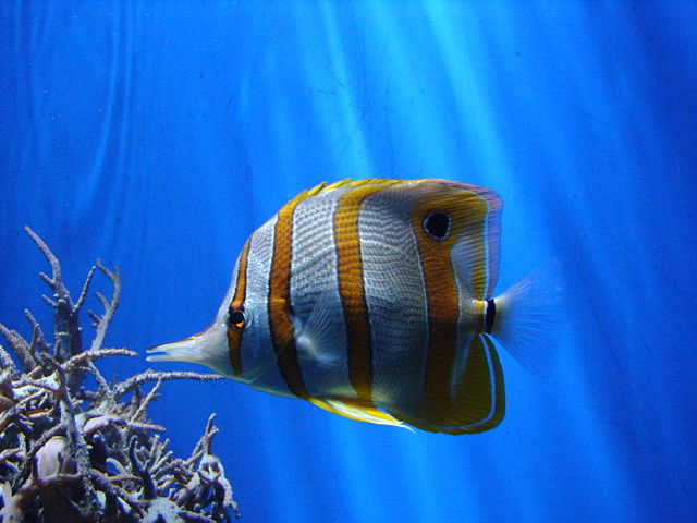 File:London Zoo 00936.jpg