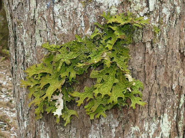 File:Lobaria pulmonaria 010108c.jpg