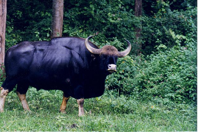 File:MaleGaur Nagarahole WLS.jpg