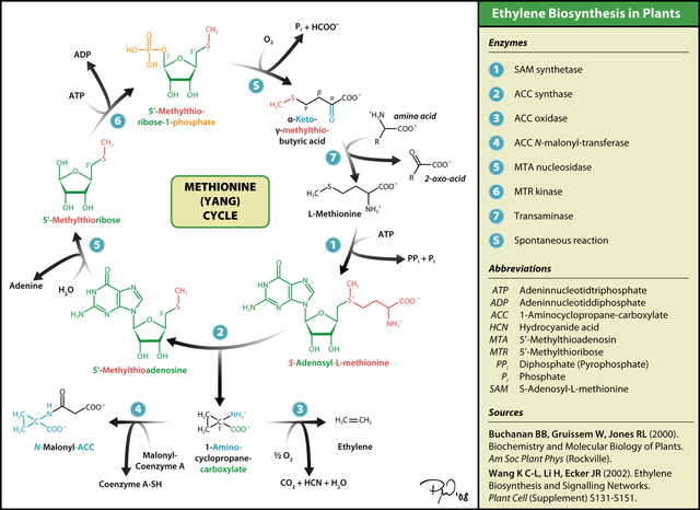 File:Yang-cycle.png