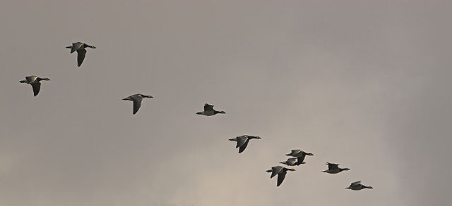 File:BrantaLeucopsisMigration.jpg