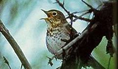File:SwainsonThrush23.jpg