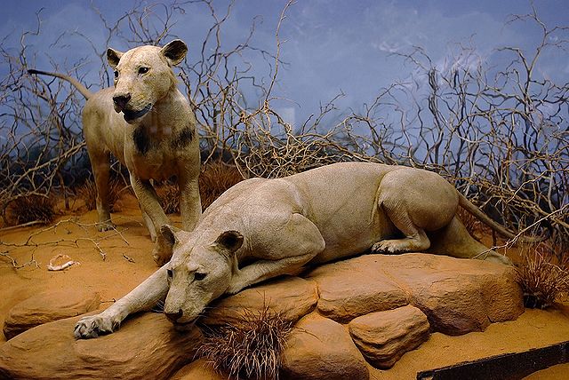 File:Lionsoftsavo2008.jpg