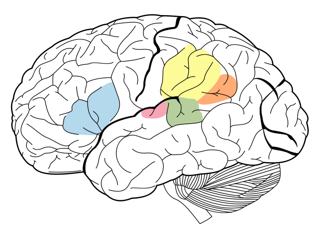 File:Brain Surface Gyri.SVG